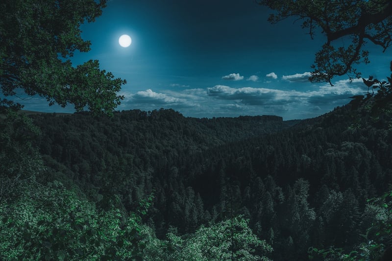 Mystical Forest Attire