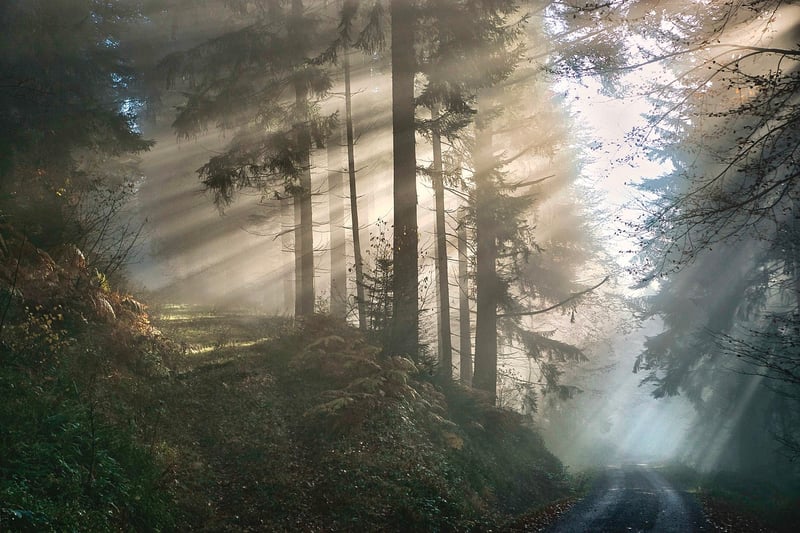 Mystical Forest Serenade