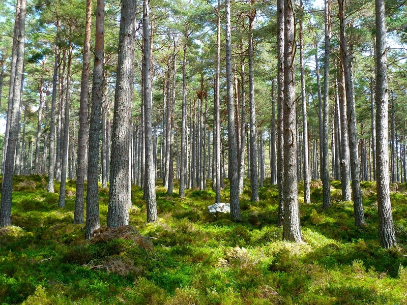 Whimsical Woodland Tunes